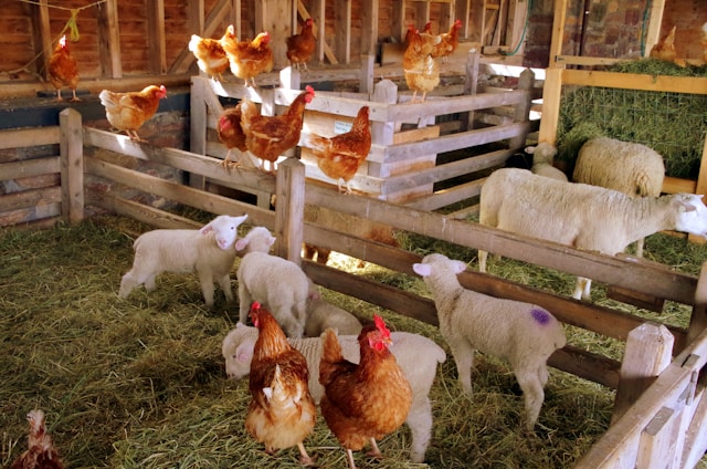 Various Farm Animals